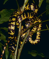 Image of Panama Spotted Night Snake