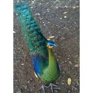 Imagem de Pavo muticus muticus Linnaeus 1766