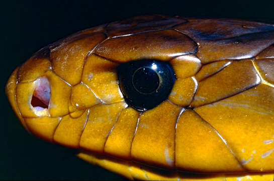 Image of indigo snake