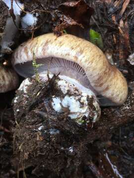 Image of Cortinarius subolivascens A. H. Sm. 1944