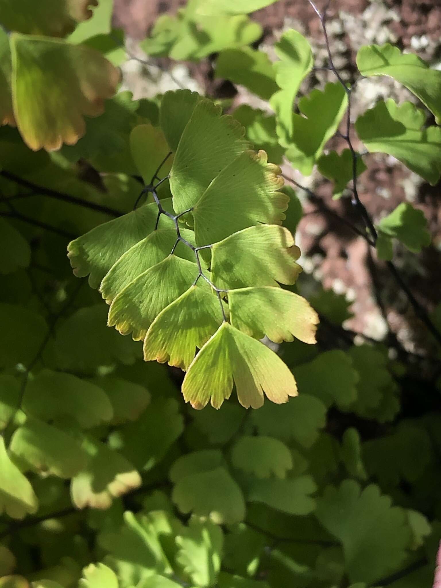 Image of Adiantum orbignyanum Mett. ex Kuhn