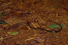 Image of Panama Spotted Night Snake