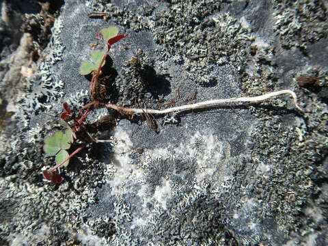 Image of Oxalis eckloniana C. Presl