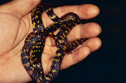 Image of Panama Spotted Night Snake