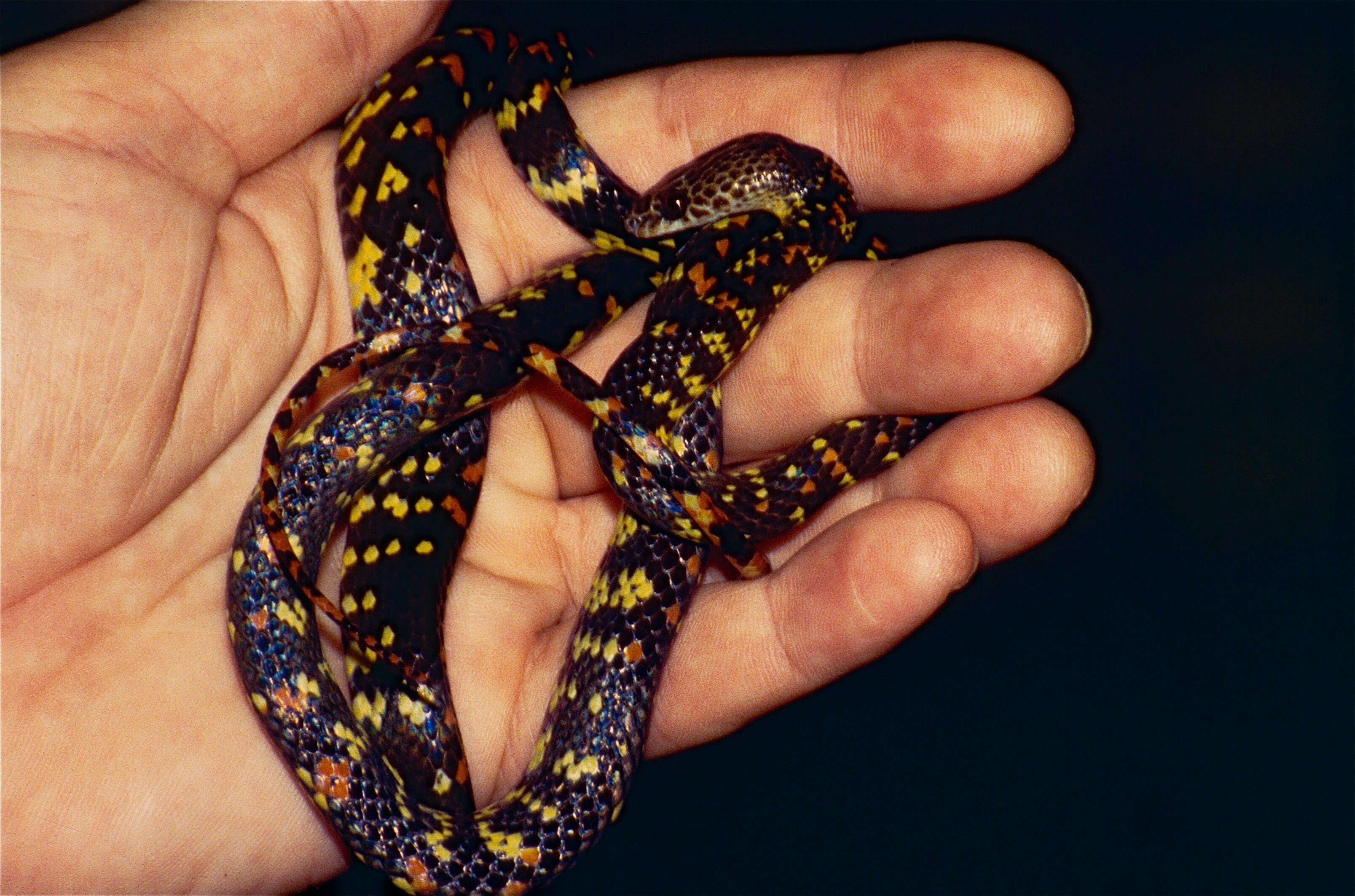 Image of Panama Spotted Night Snake