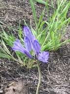 صورة Triteleia grandiflora Lindl.