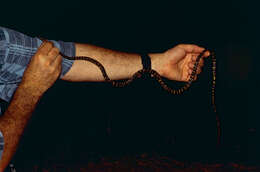 Image of Panama Spotted Night Snake