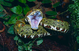 Image of Eyelash Viper