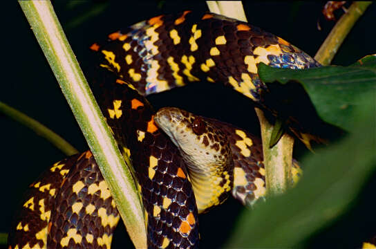 Image of Panama Spotted Night Snake