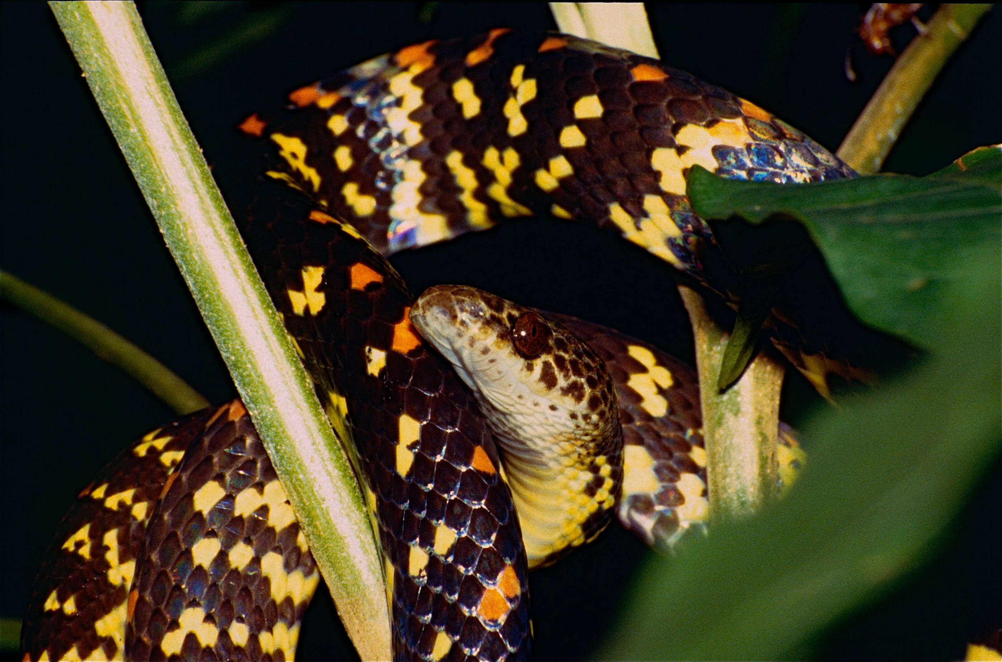 Image of Panama Spotted Night Snake