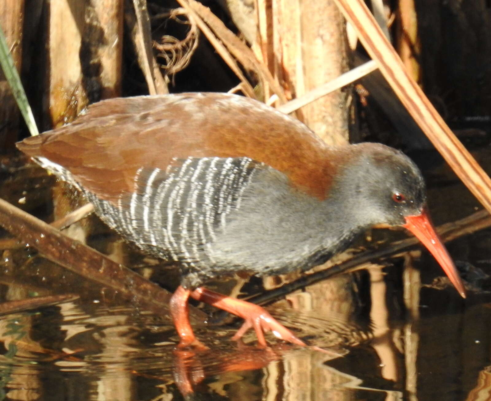 Image of African Rail