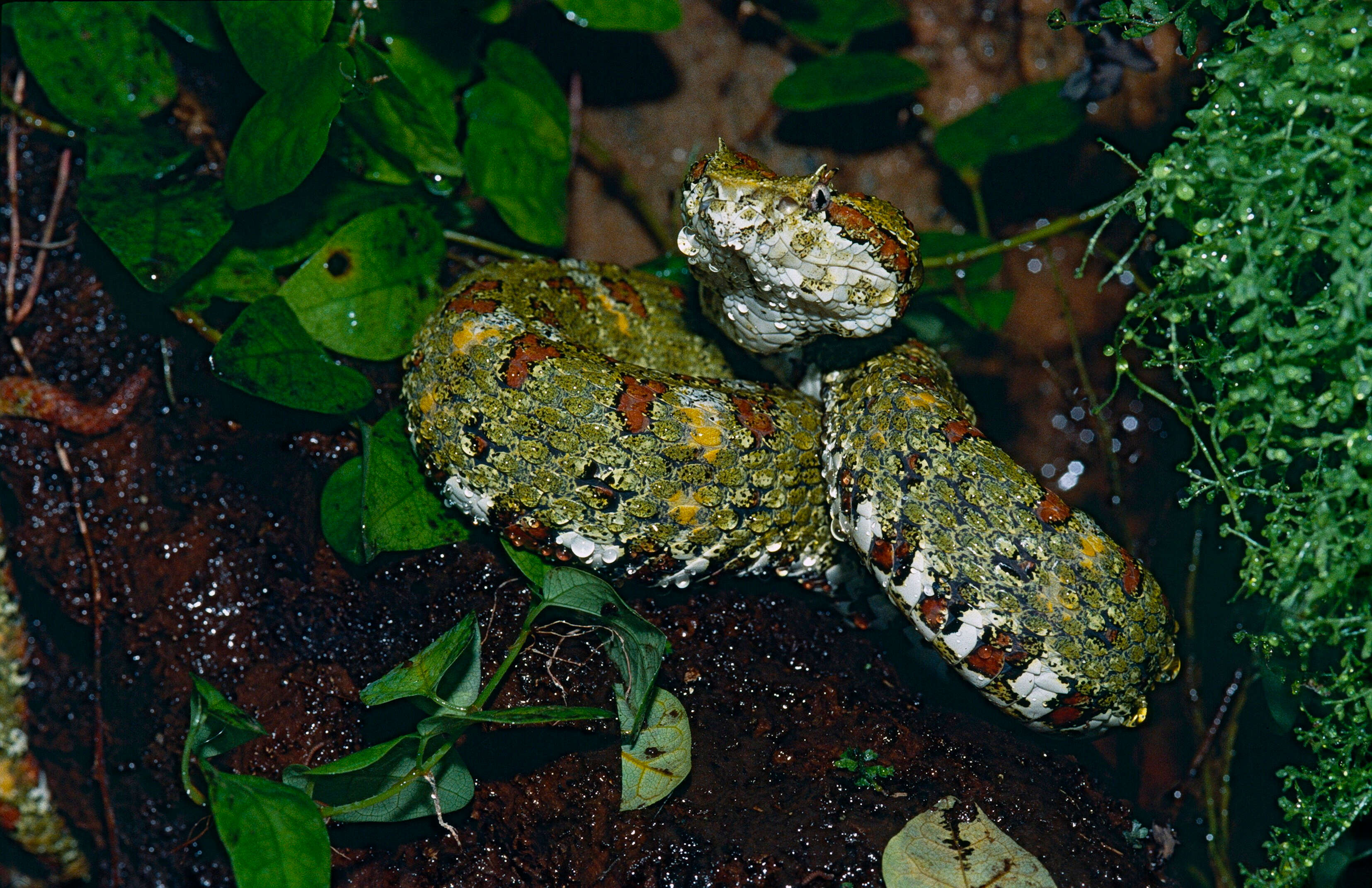 Image of Eyelash Viper