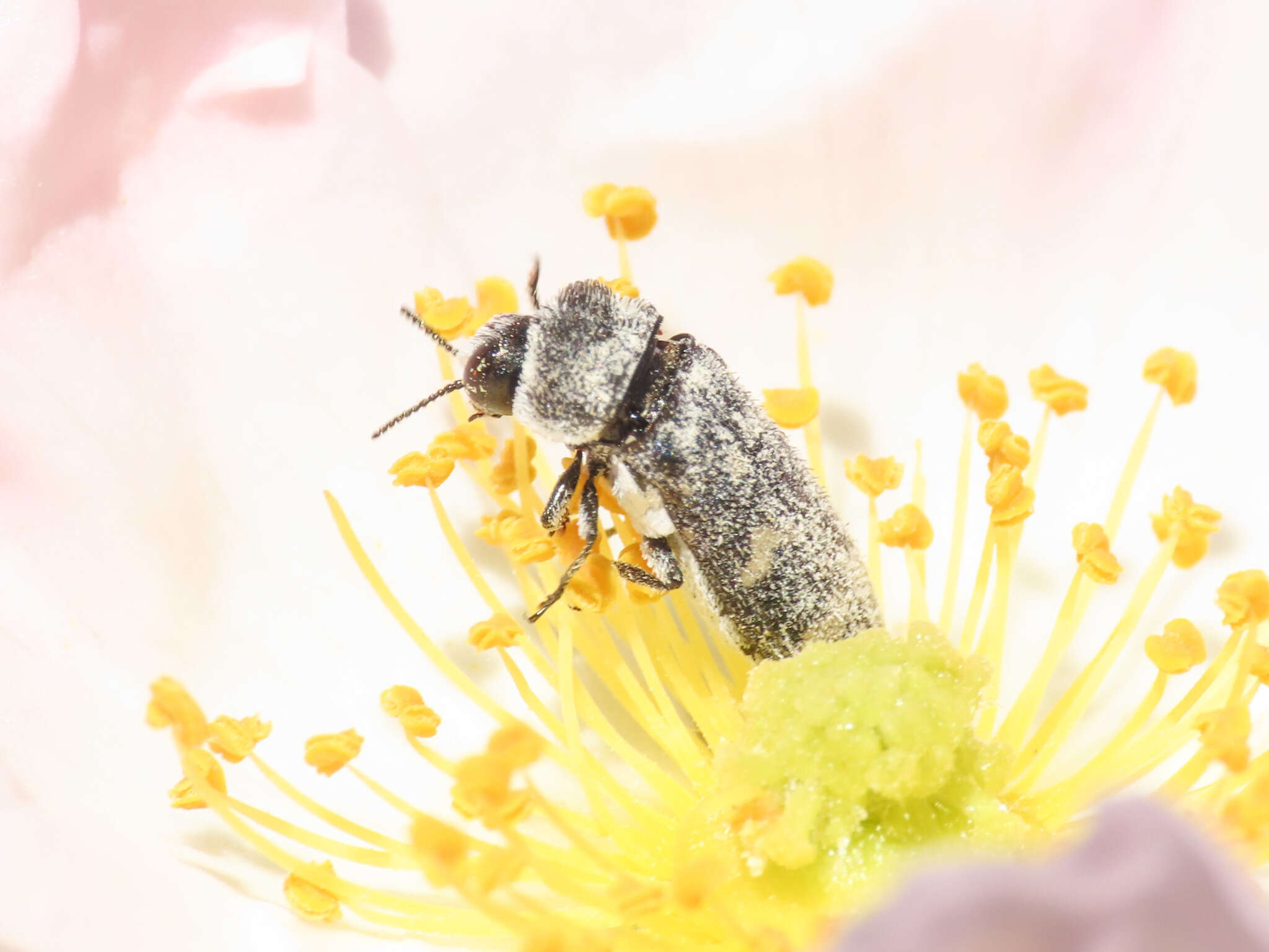 Image of Acmaeoderella flavofasciata flavofasciata