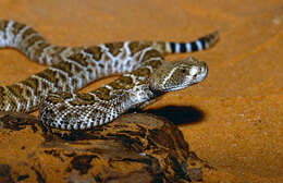 Image of Western Diamond-backed Rattlesnake