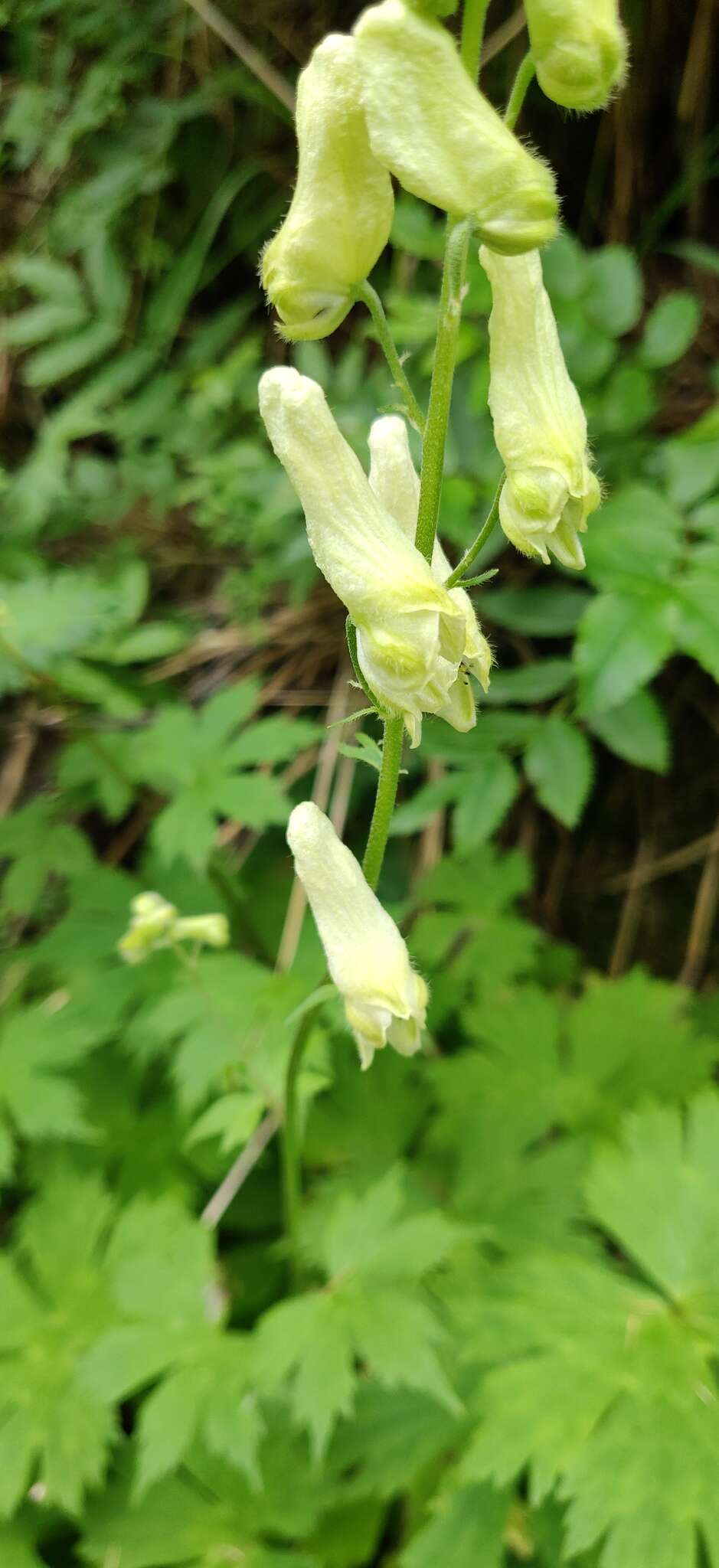 Image of Aconitum umbrosum (Korsh.) Kom.