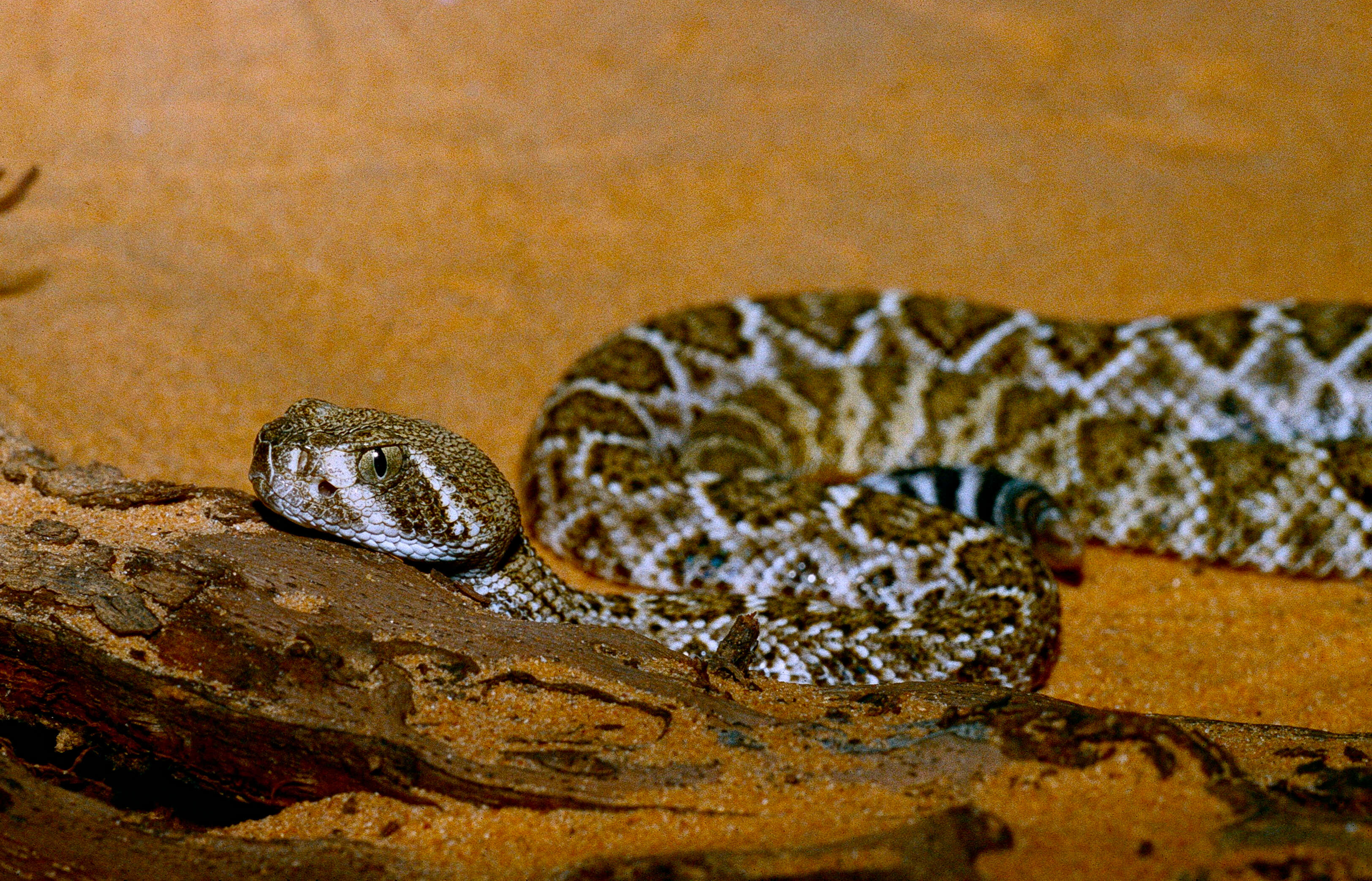 Image of Western Diamond-backed Rattlesnake