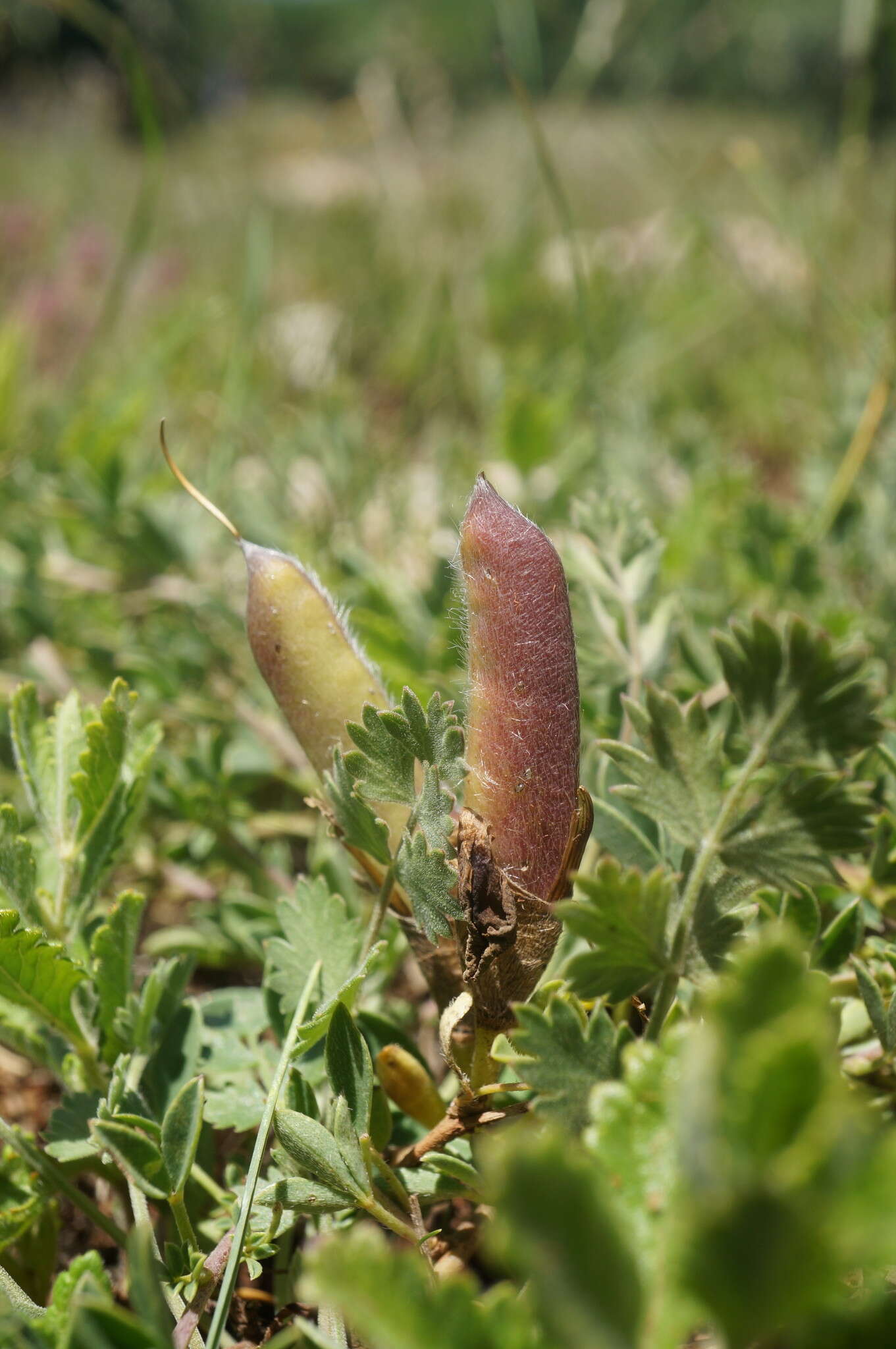 Image of Cytisus wulfii V. I. Krecz.