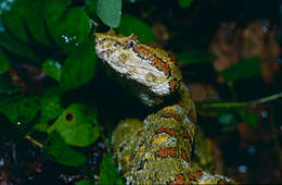 Image of Eyelash Viper