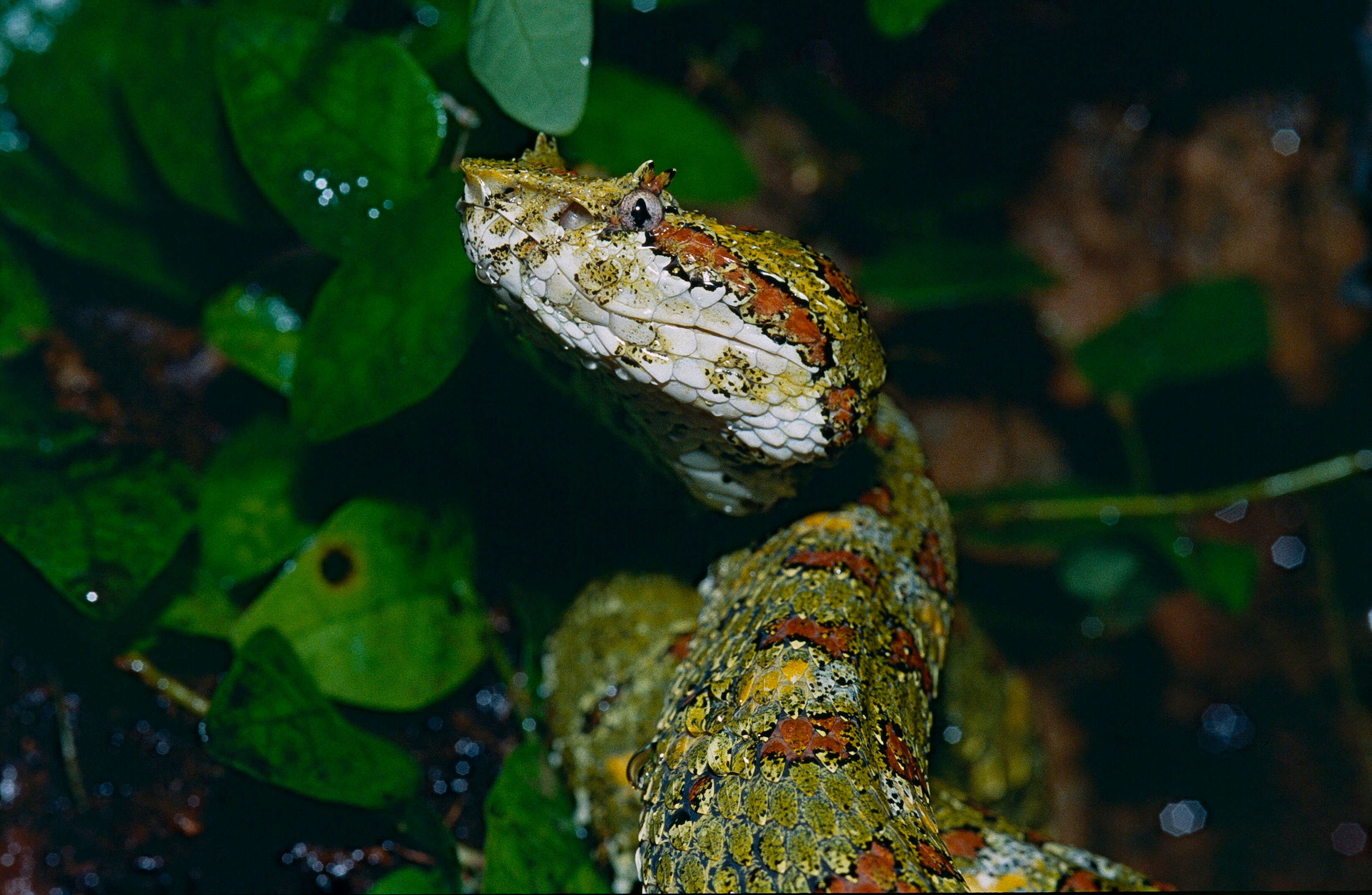 Image of Eyelash Viper