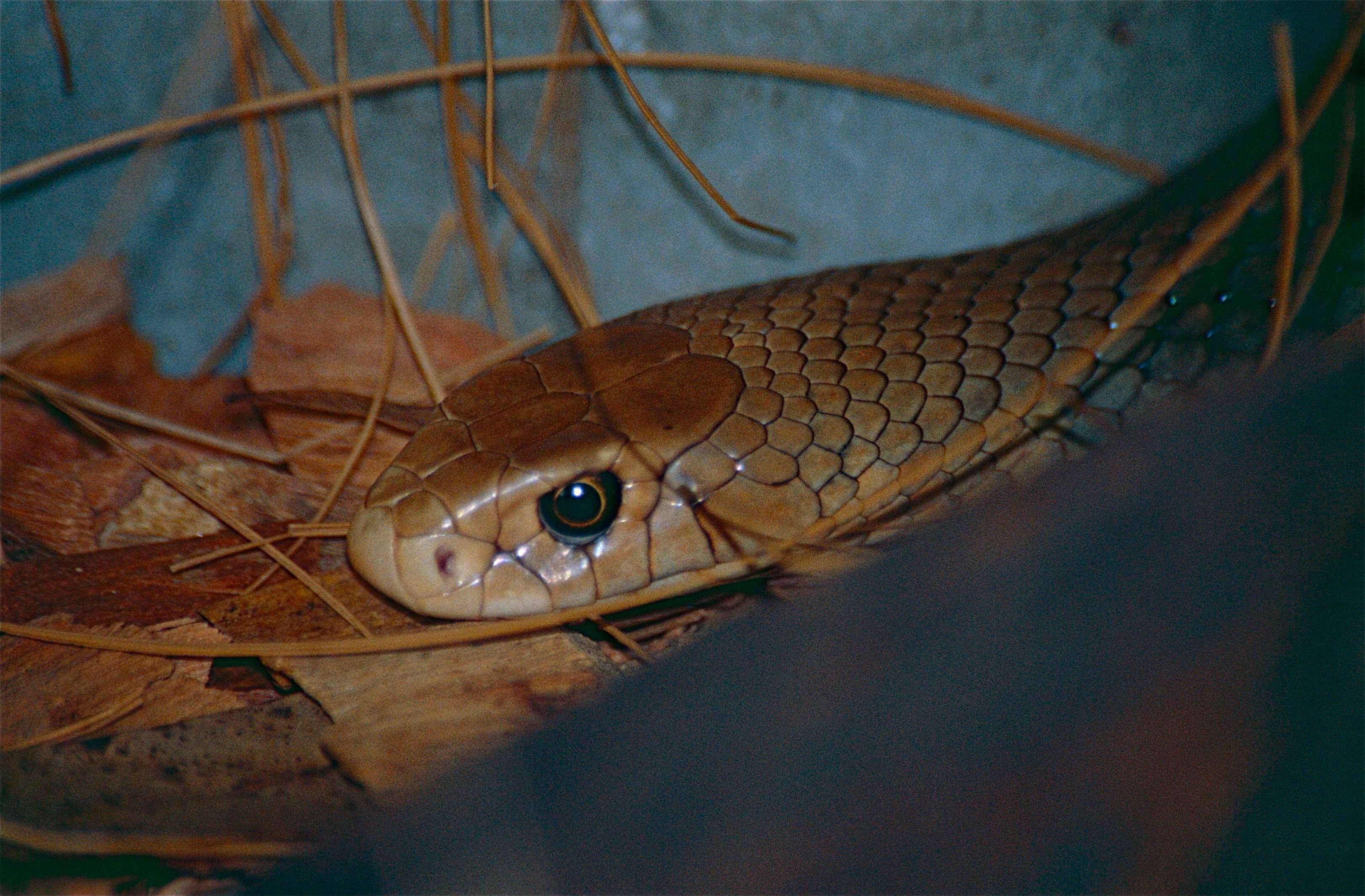 Image of Eastern brown snake