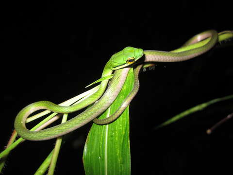 Image of Leptophis ahaetulla occidentalis (Günther 1859)