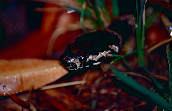 Image of Stephen's Banded Snake