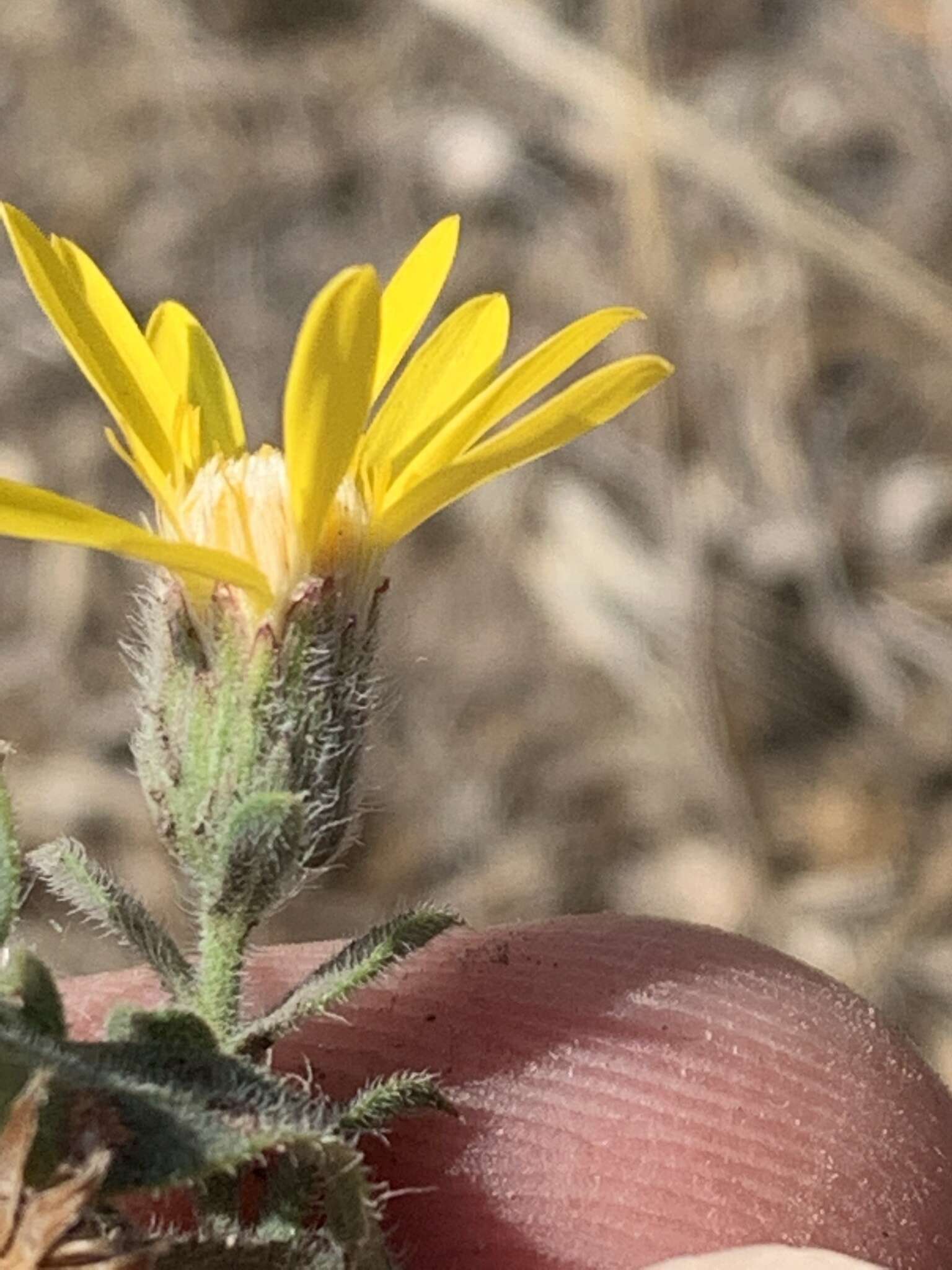 Image of Spokane false goldenaster