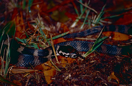 Image of Stephen's Banded Snake