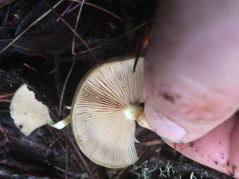 Image of Pholiota velaglutinosa A. H. Sm. & Hesler 1968