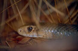 Image of Eastern brown snake