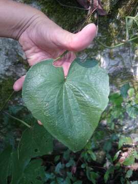 Sivun Dioscorea convolvulacea Cham. & Schltdl. kuva