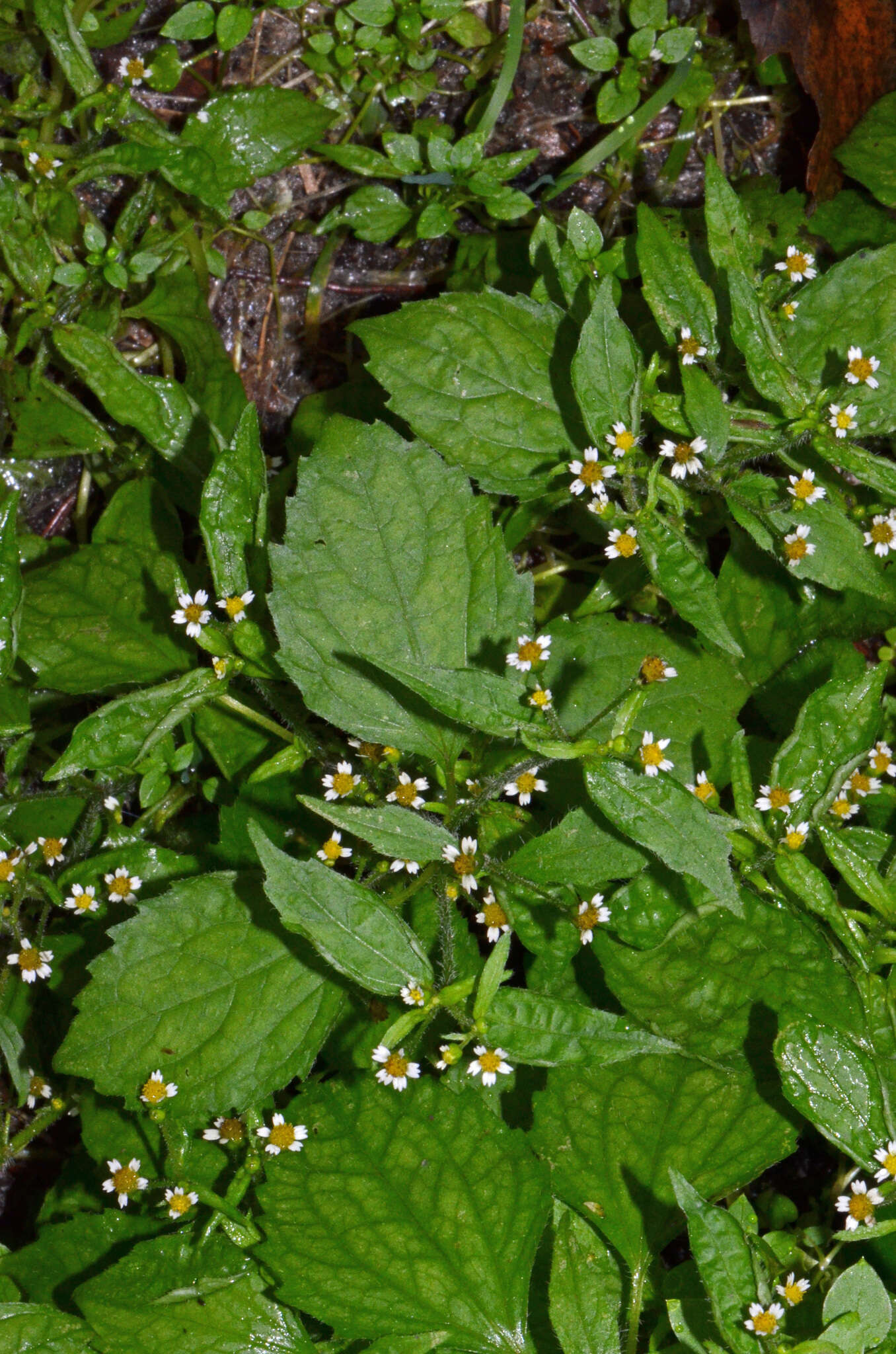 Image of Smooth peruvian daisy