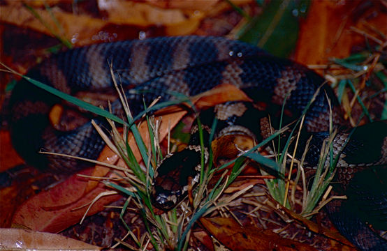 Image of Stephen's Banded Snake
