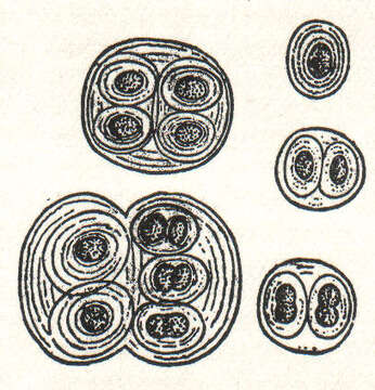 Image de Gloeocapsa Kützing 1843