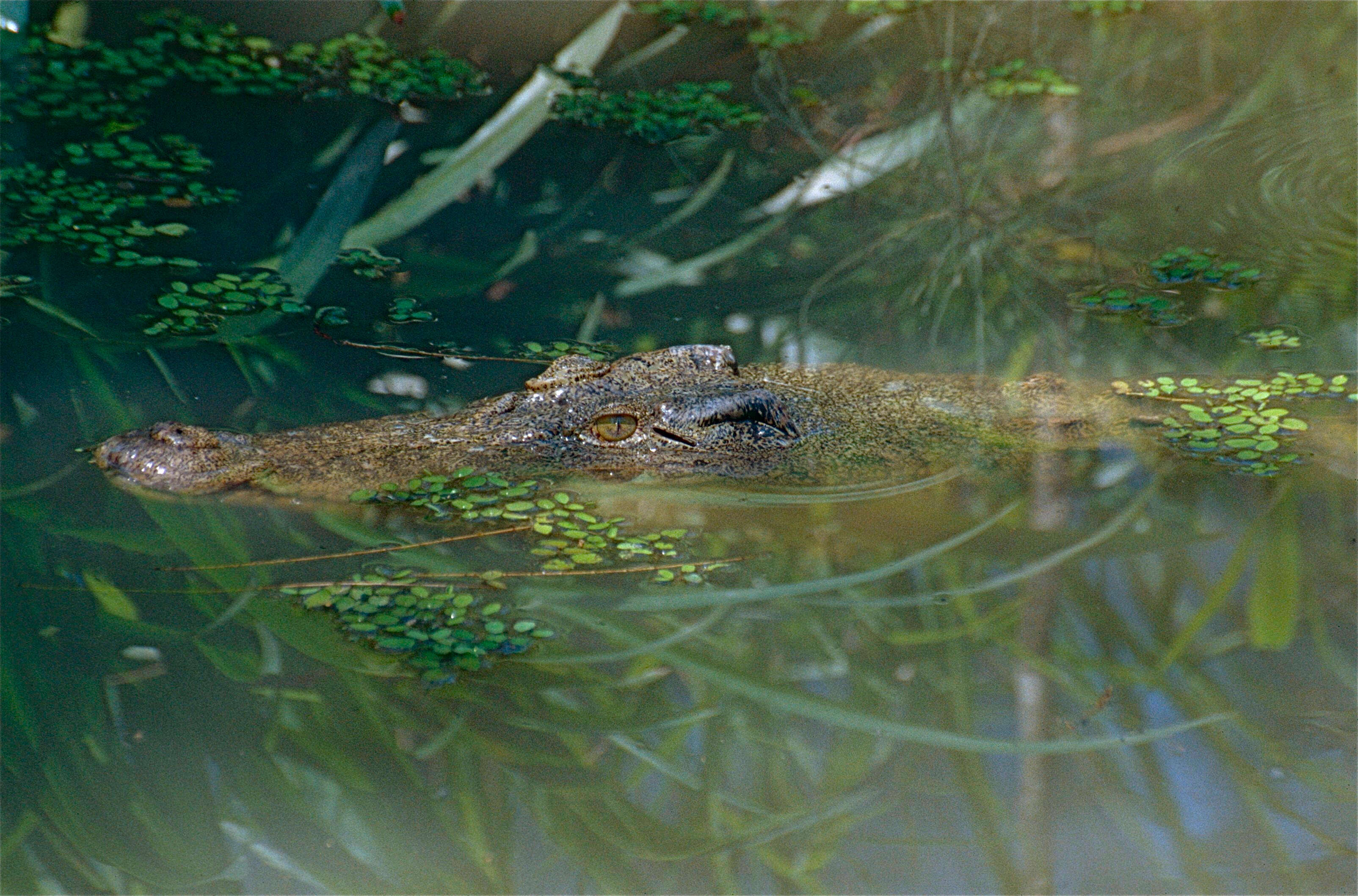 Image of Estuarine Crocodile