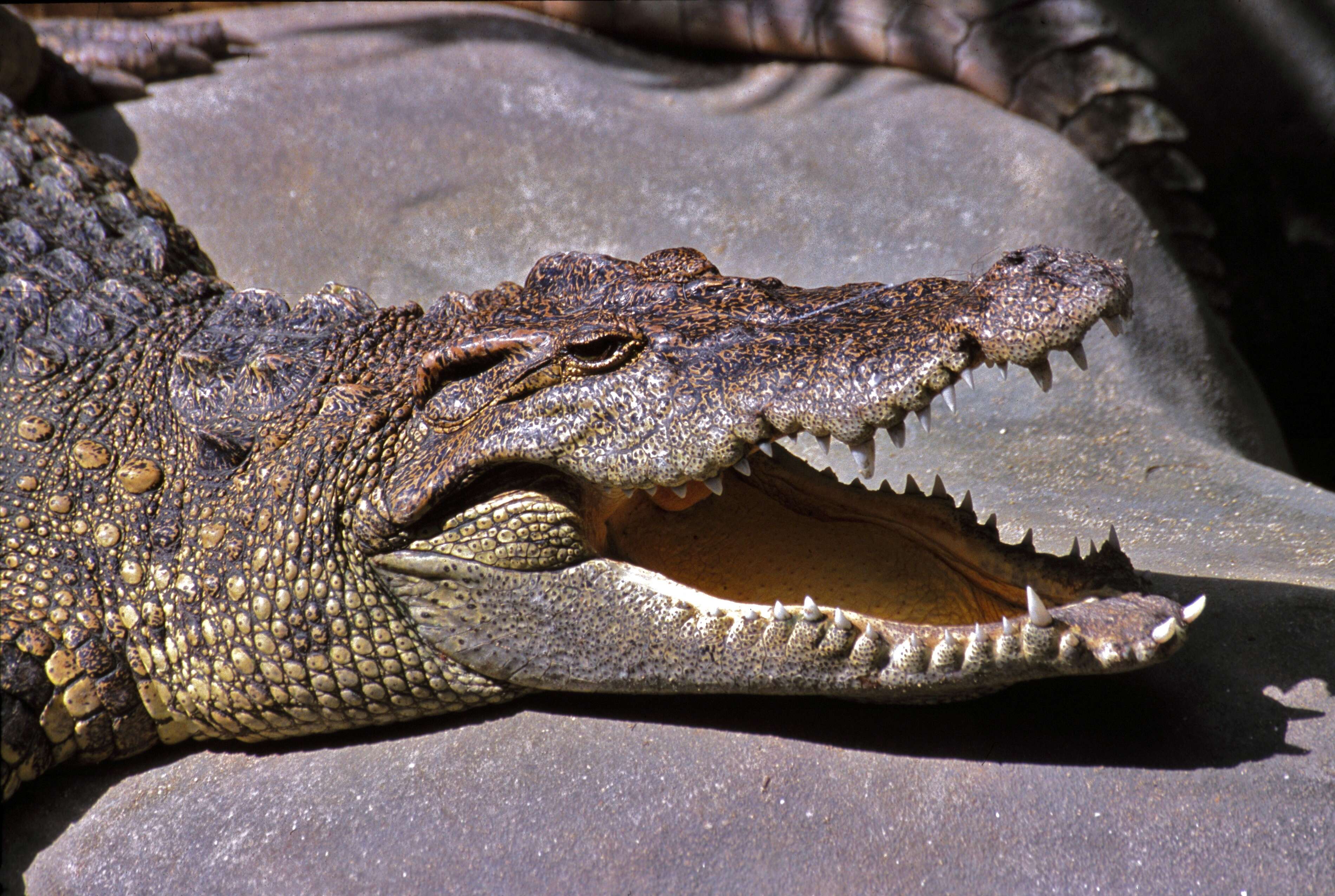 Image of Siamese Crocodile