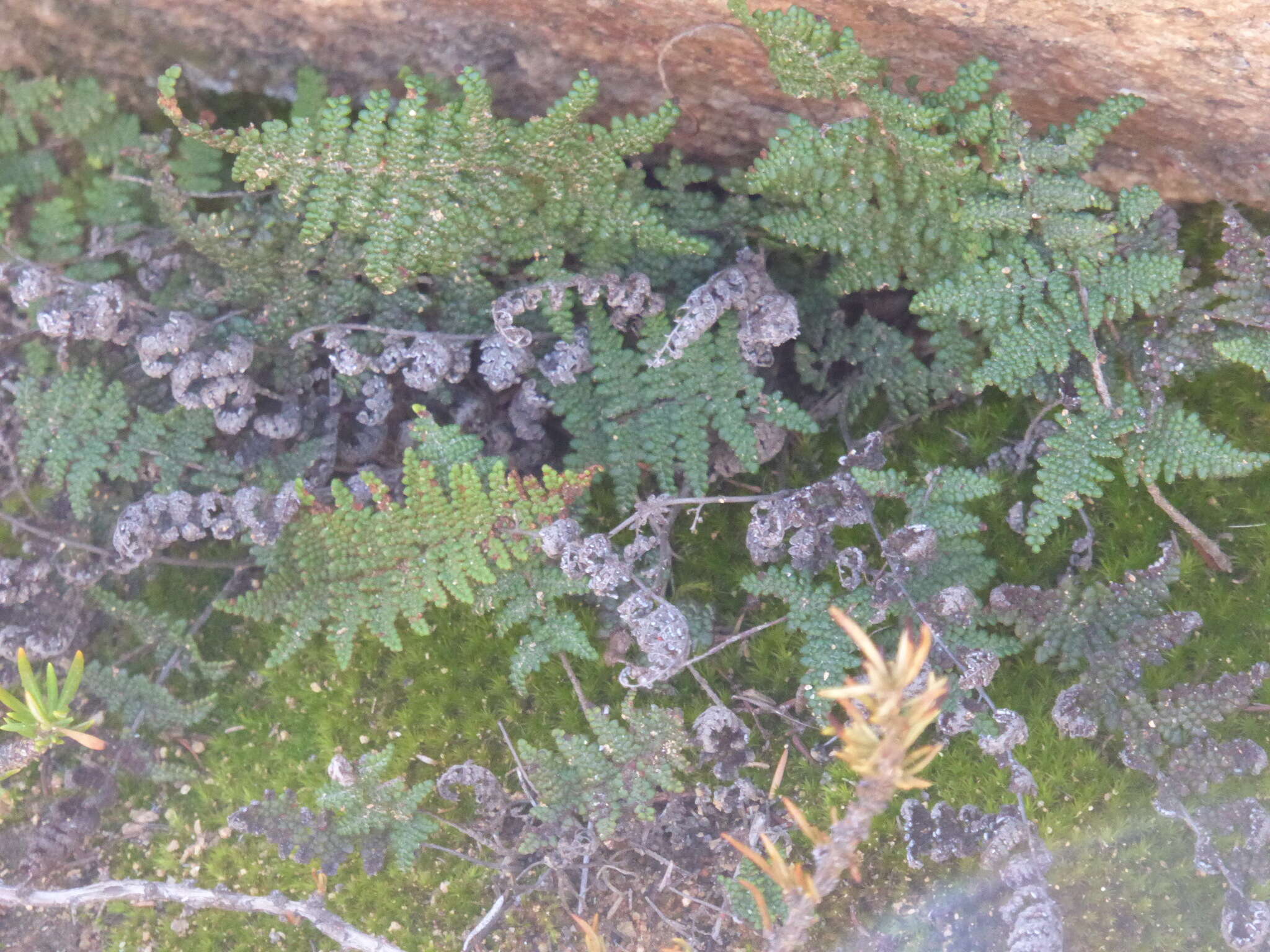 Image of Cleveland's lipfern