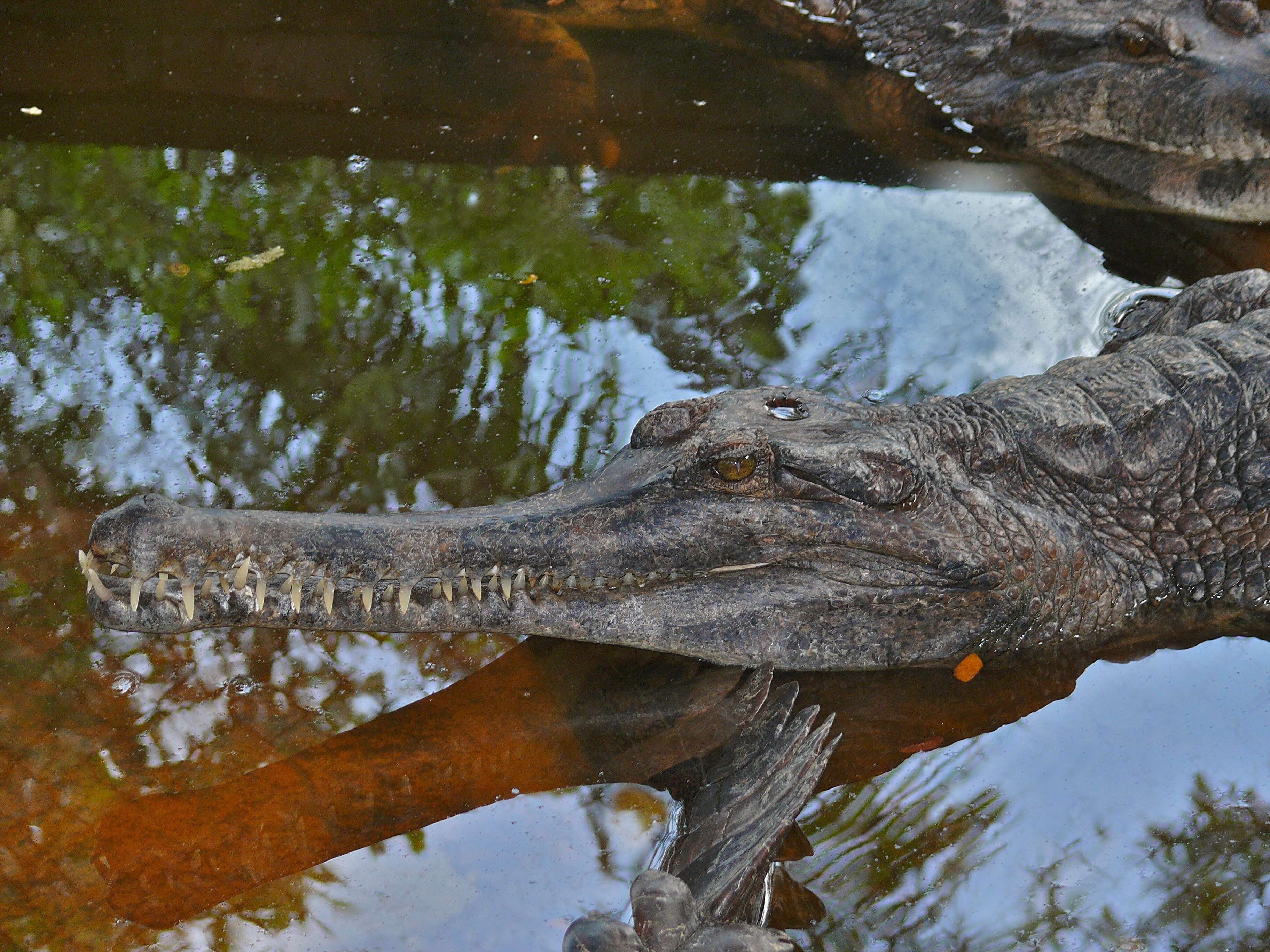 Image of Tomistoma