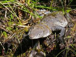 Image of American Crocodile