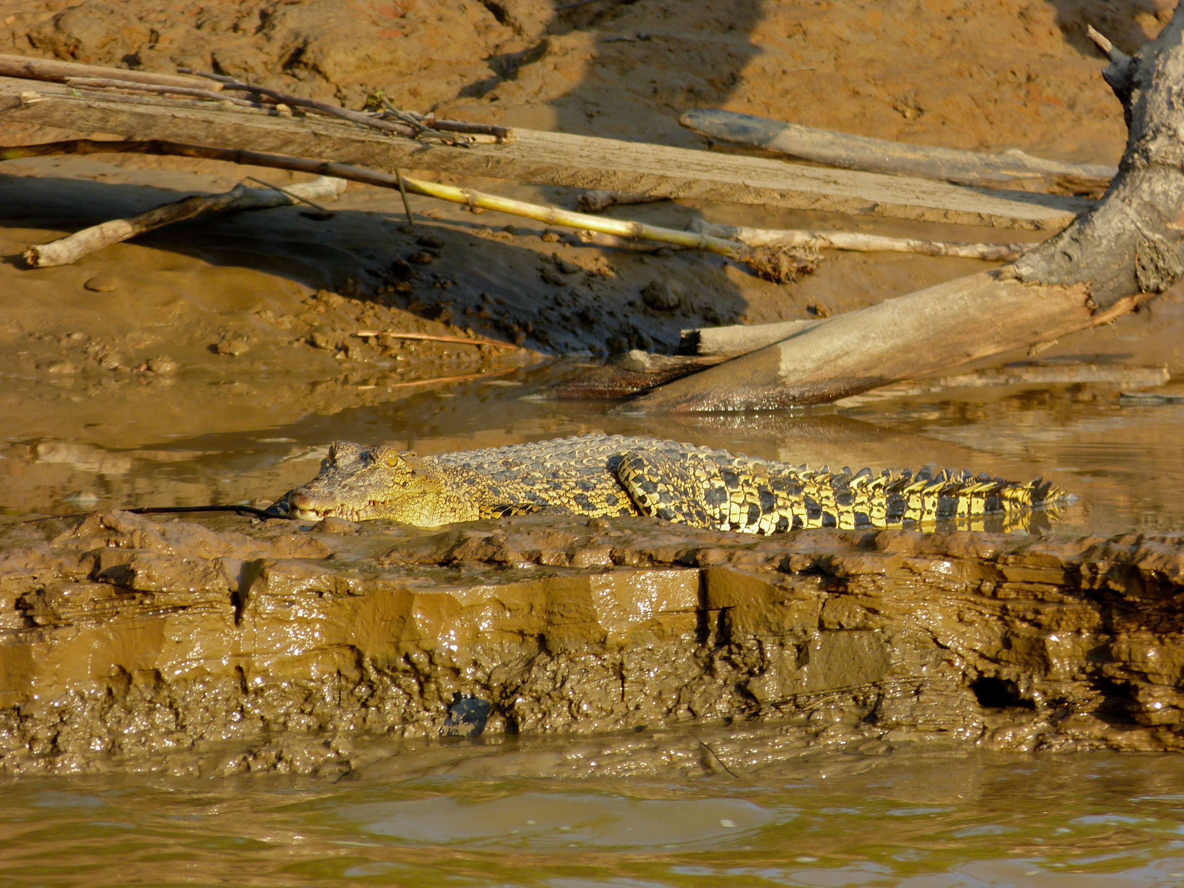 Image of Estuarine Crocodile