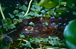 Image of Common Caiman