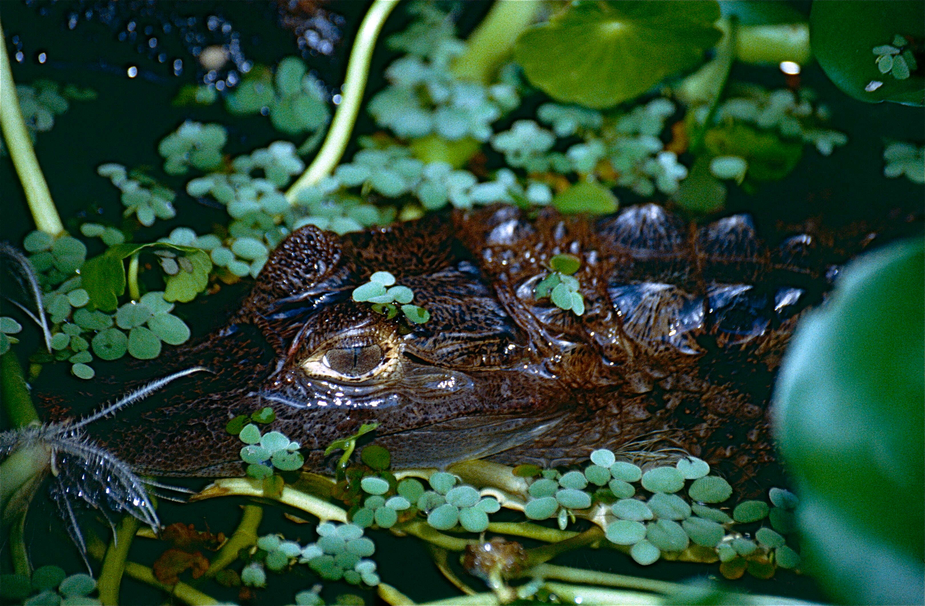 Image of Common Caiman