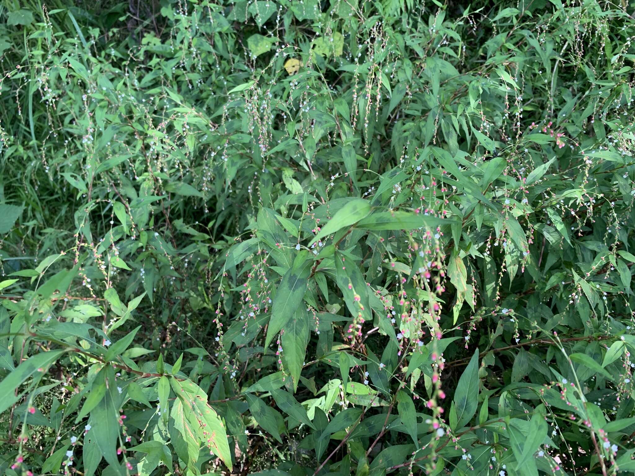 صورة Persicaria pubescens (Bl.) Hara