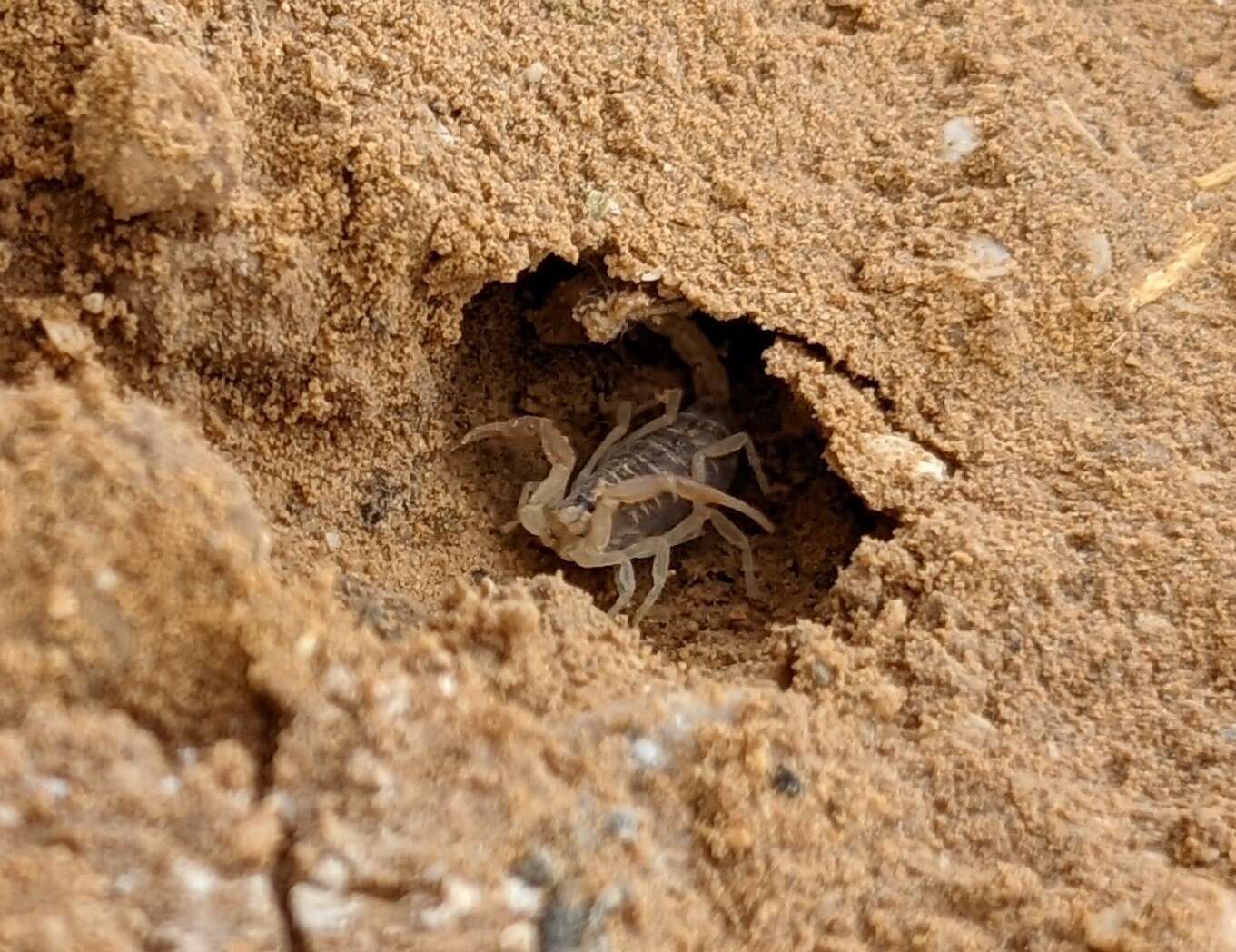 صورة Leiurus hebraeus (Birula 1908)