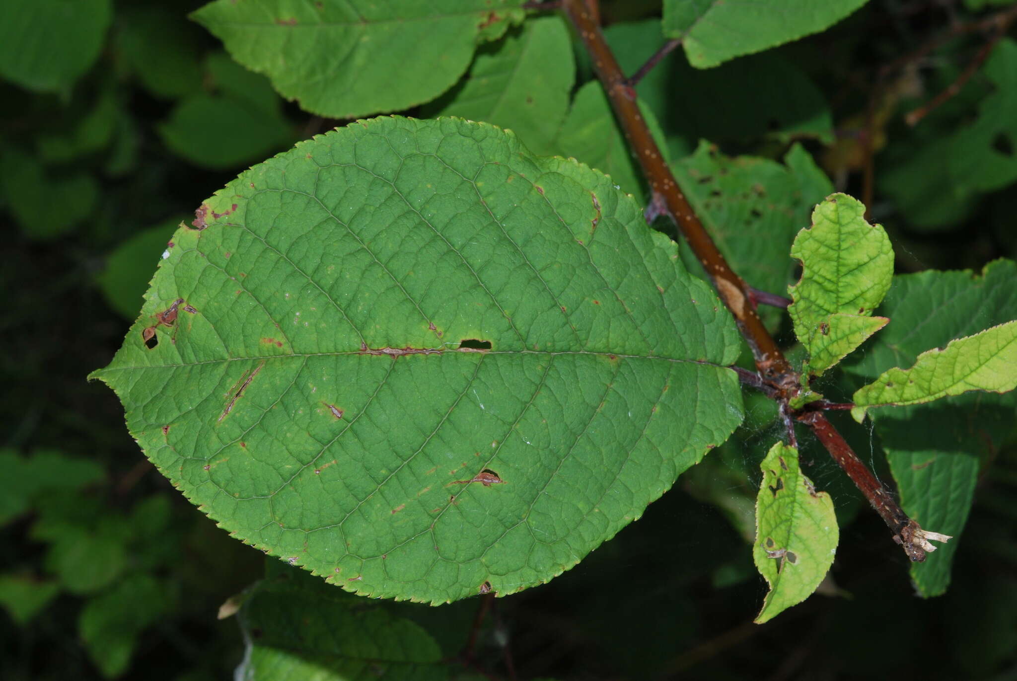 Prunus padus subsp. borealis (A. Blytt) Nyman resmi