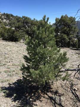 Image of singleleaf pinyon