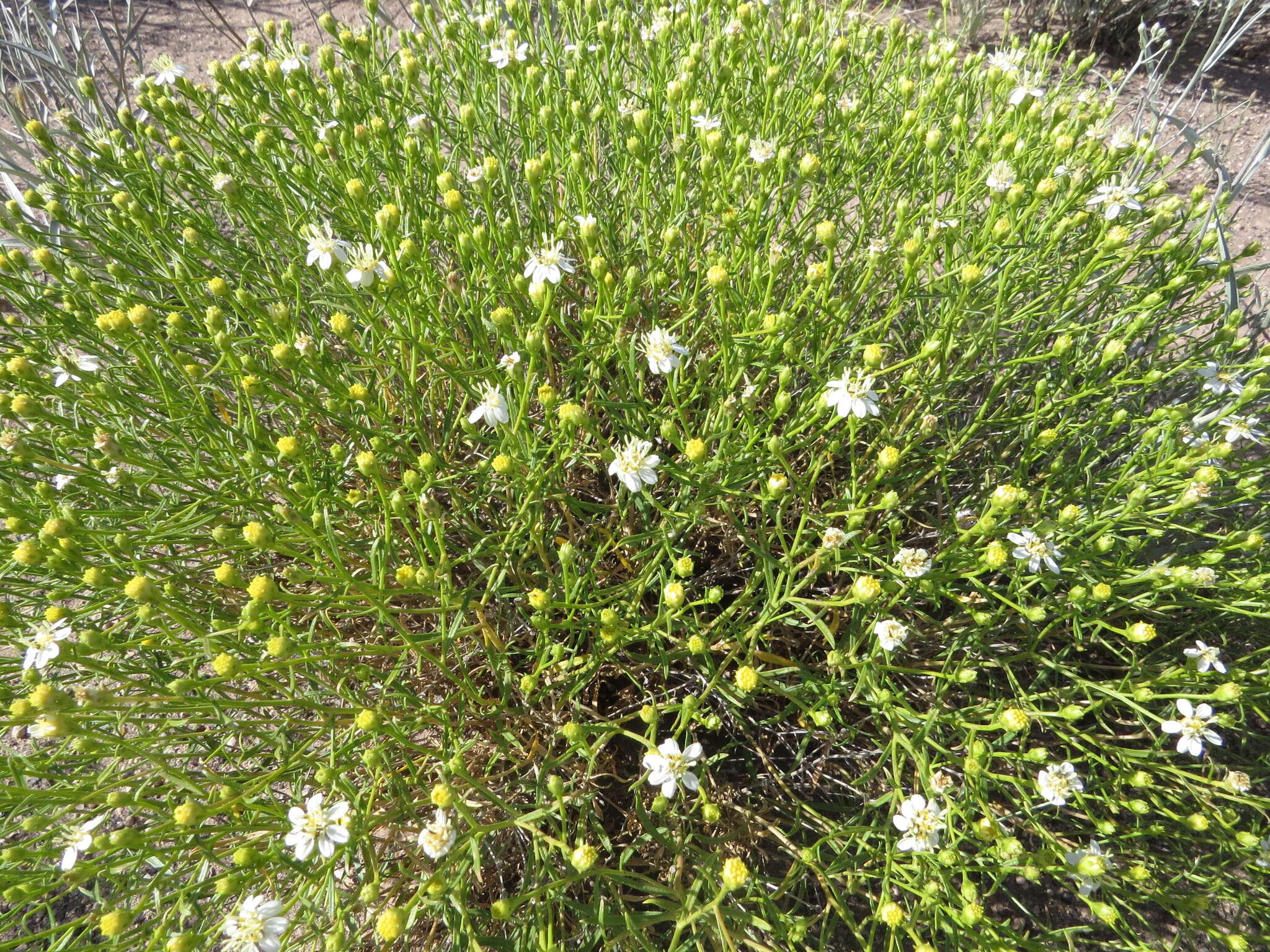 Image of Gutierrezia gilliesii Griseb.