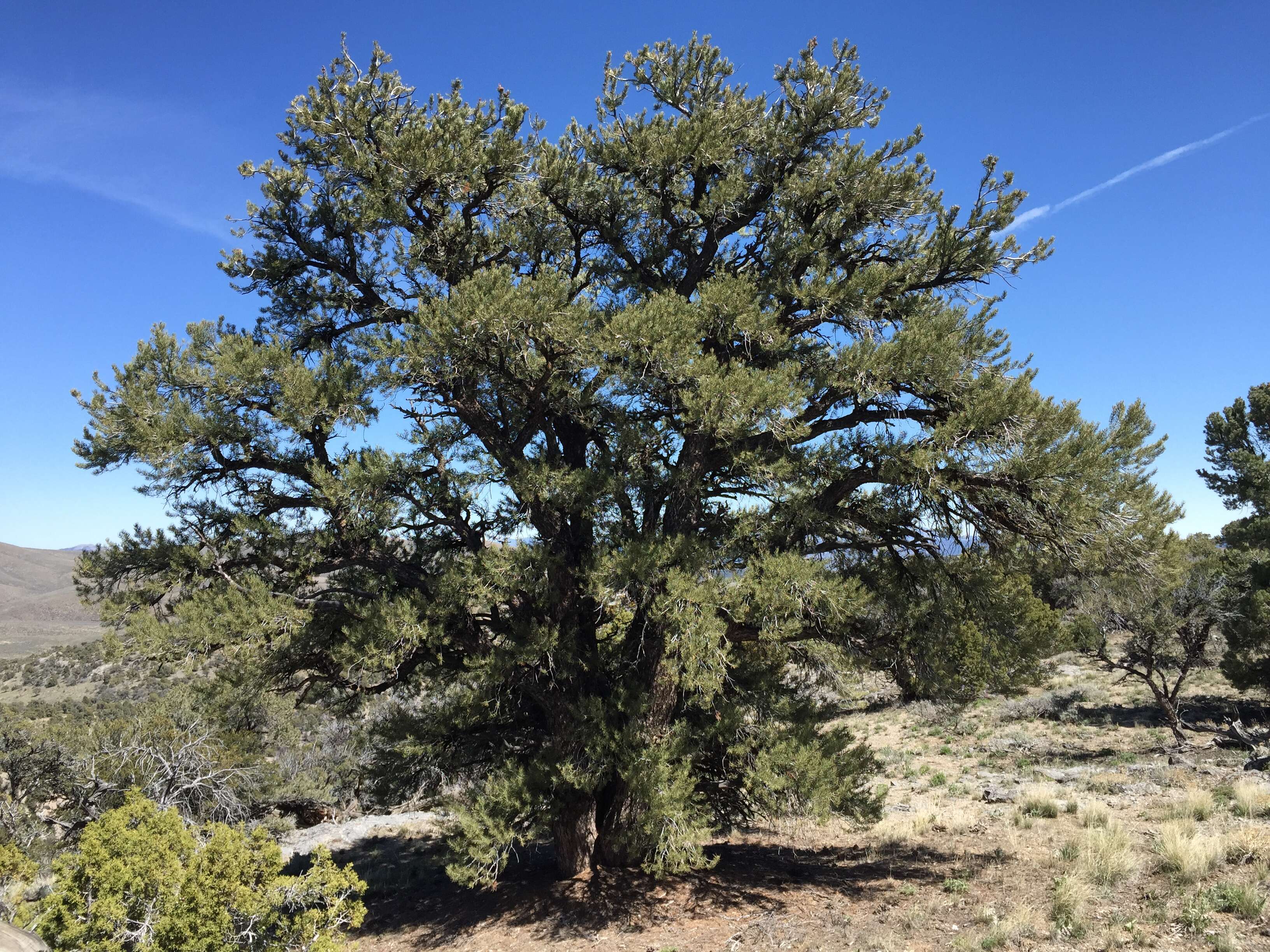 Image of singleleaf pinyon