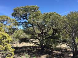 Image of singleleaf pinyon