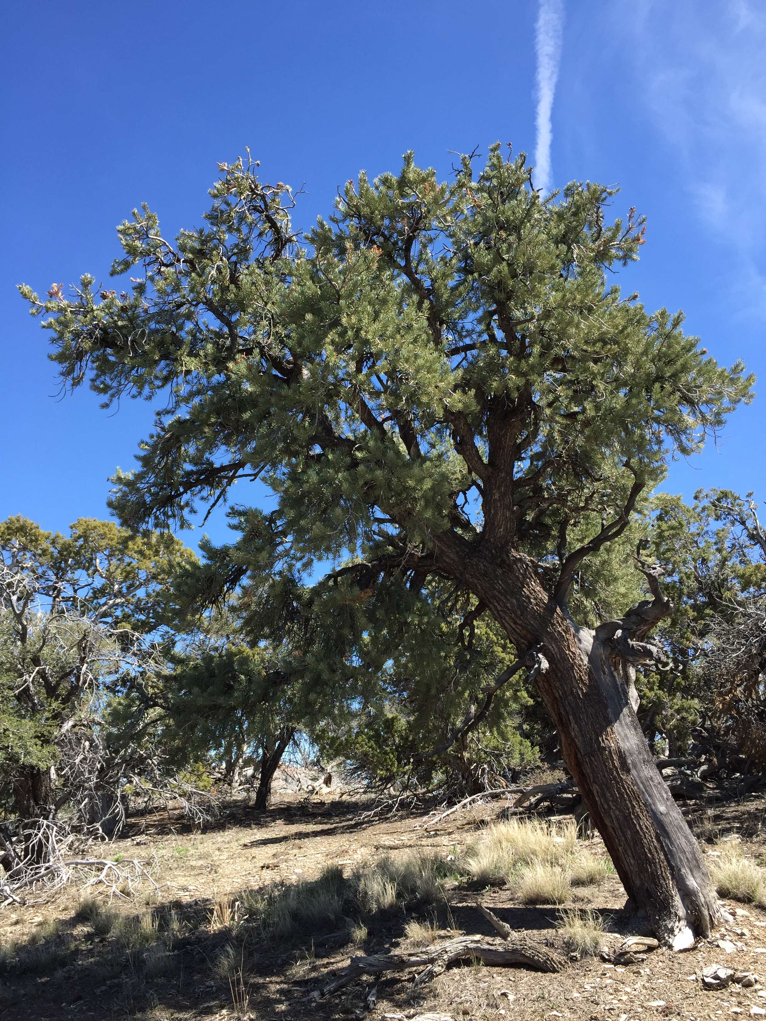 Image of singleleaf pinyon